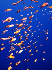red sea fish and coral reef