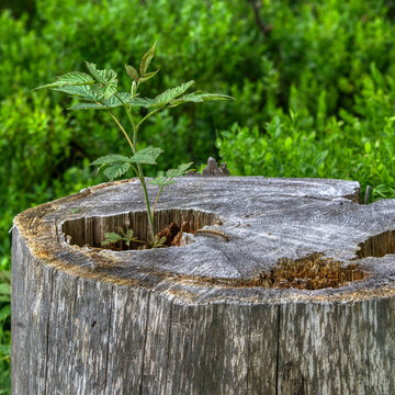 new growing plant on tree trunk