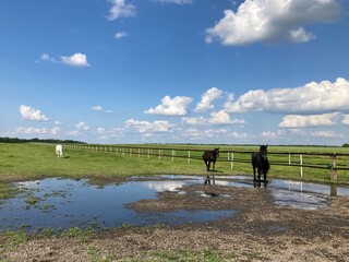 Horses at horse paddock resting