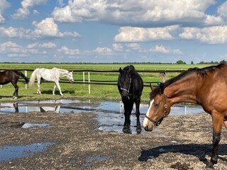 Horses at horse paddock resting