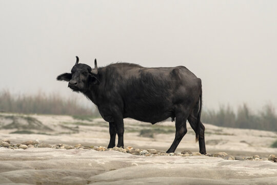 Water buffalo or Bubalus bubalis observed in Gajoldaba in West Bengal, India