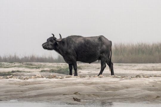 Water buffalo or Bubalus bubalis observed in Gajoldaba in West Bengal, India
