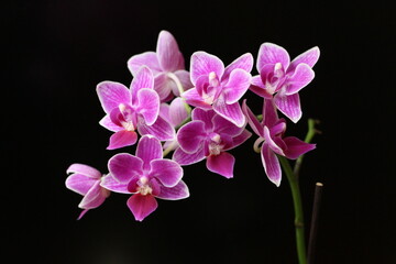 Fototapeta na wymiar pink orchid on black background