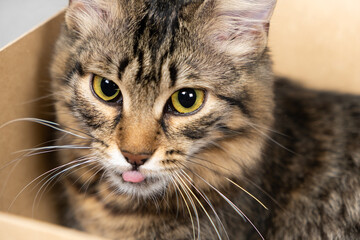 Beautiful fluffy cat with yellow eyes licking and looking at the camera.