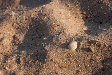 Sea shell on the sand. Beach. Small depth of field
