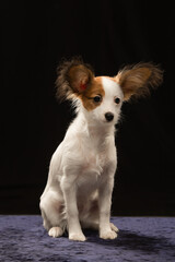 Papillon puppy on a uniform background