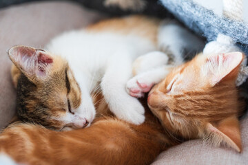 Portrait of two little adorable kittens (red and tricolor) sleeping together