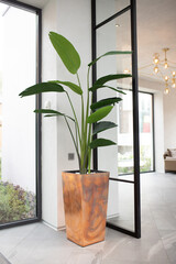 A large houseplant Strelitzia stands on the floor in the lobby of a luxury interior, vertical.