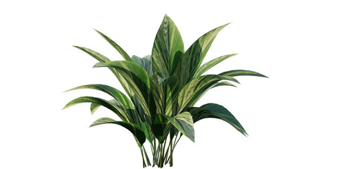 isolated, plant bushes Strelitzia-nicolai, best for ground cover, best use for foreground, best use for post pro render., best use for landscape design.