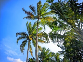 coconut trees and blue sky