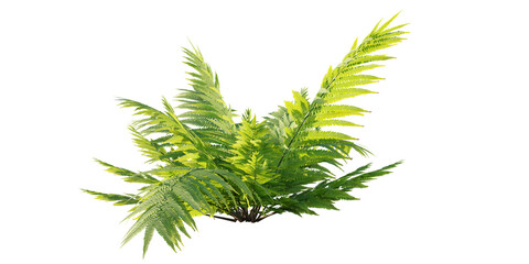 isolated fern plant, best use for foreground cover, best use for landscape design, best use for post pro render. © AK082