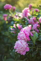 Photo of a pink peony bush in the garden.