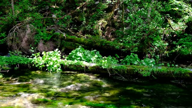 清水川の清流と天然のワサビ、バイカモ、上高地6月上旬、音声あり