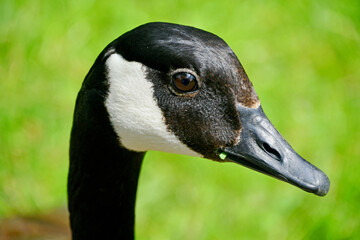 A detailed close up head shot portrait of a Canada Goose 