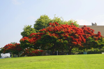 Flamboyant arvore tree. Royal gulmohar in bloom. Delonix regia flower. Panicle royal poinciana tree...
