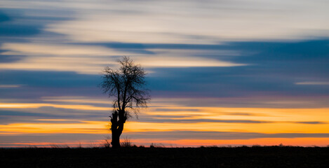 Samotne drzewo na tle rozmazanego, kolorowego nieba