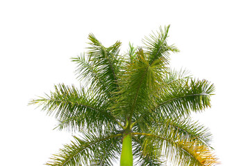 green coconut leaf or tree branch isolated on white background.Selection focus.