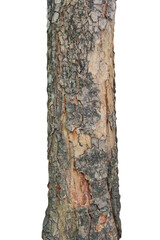 Tree trunk isolated on white background and with clipping path.