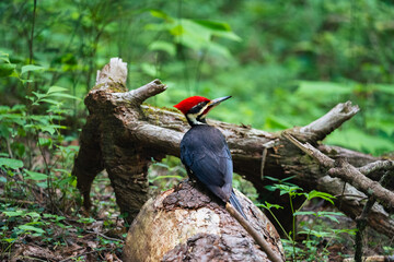 Pileated woodpecker sitting on a tree in the forest. The Dryocopus pileatus is the largest type of Woodpecker in North America