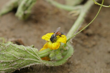 I shot on my garden