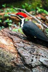Pileated woodpecker sitting on a tree in the forest. The Dryocopus pileatus is the largest type of Woodpecker in North America
