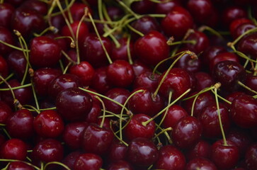 Box with red cherries. fresh harvest