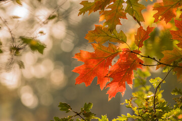 Kolorowe liście dębu w zachodzącym słońcu