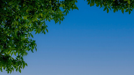 Green leaves with sky background, copy space. For nature and environmental concepts