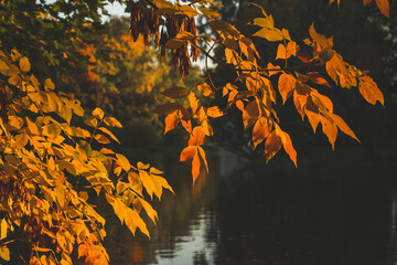 Jesień w parku miejskim nad wodą w Kaliszu