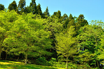 アスレチックの雑木林