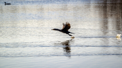 Cormoran prenant son envol