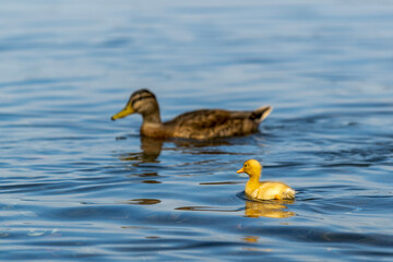 Le canardeau et sa mère