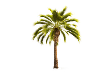 Tropical Paradise: Palm Tree Isolated on Transparent Background Generative AI