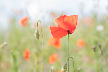 close up of poppy flowers field on a sunny summer day