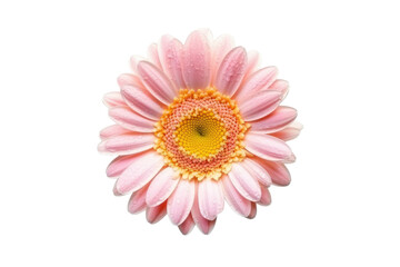 Elegant Blossom: Rose Flower Isolated on Transparent Background Generative AI