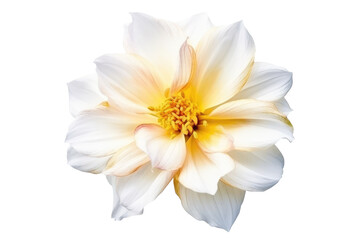Elegant Blossom: Rose Flower Isolated on Transparent Background Generative AI - obrazy, fototapety, plakaty