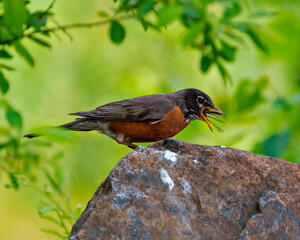 American Robin Photo and Image.  Close-up side view, standing on a rock eating a dragonfly with green background in its environment