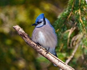 Blue Jay Photo and Image.  Close-up view perched on a coniferous tree branch with a forest blur background in its environment and habitat surrounding. Jay Picture.