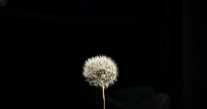 Spontaneous combustion of a dandelion. Burning dandelion. Slow motion.