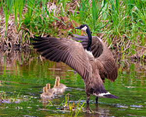 Canada Geese Photo and Image. Goose protecting its gosling babies with spread wings in the river with a close-up view in their environment.