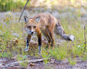 Red Fox Stock Photo. Fox Image.  Looking at camera with a blur foliage background in the summer season in its environment and habitat surrounding. Picture. Portrait.