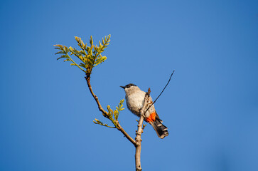 sooty-headed bulbul