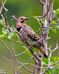Northern Flicker bird Stock Photo and Image.  Flicker male side view close-up perched on a branch with green blur background in its environment