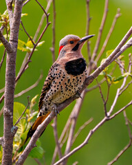 Northern Flicker bird Stock Photo and Image. Flicker male front view close-up perched on a branch with blur green background in its environment and habitat.
