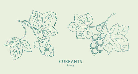 Currants, berries, logo, currant branch , berry ,  line art, sketch, drawing,  illustration, currants and leaves, botanical  drawing 