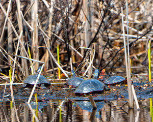 Painted Turtle Photo and Image.   Turtle colony resting in the pond displaying their turtle shell, in their habitat . Turtle Picture. Portrait.