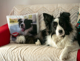 Fototapeta na wymiar Cute border collie see you by the sofa, his puppy picture on the pillow.