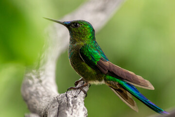Silfo celeste (Aglaiocercus coelestis) © Mauro