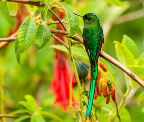 Colibri silfo coliverde (Aglaiocercus kingi) © Mauro
