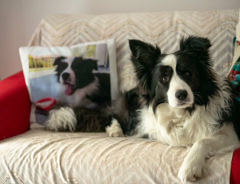 Cute border collie see you by the sofa, his puppy picture on the pillow.